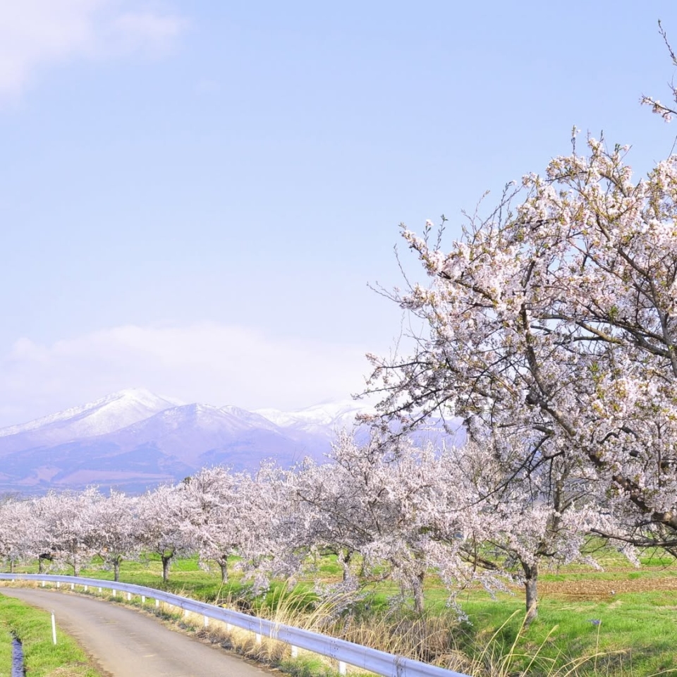 【おおたま賞】kemuri_hakuzo（2025.4.17）